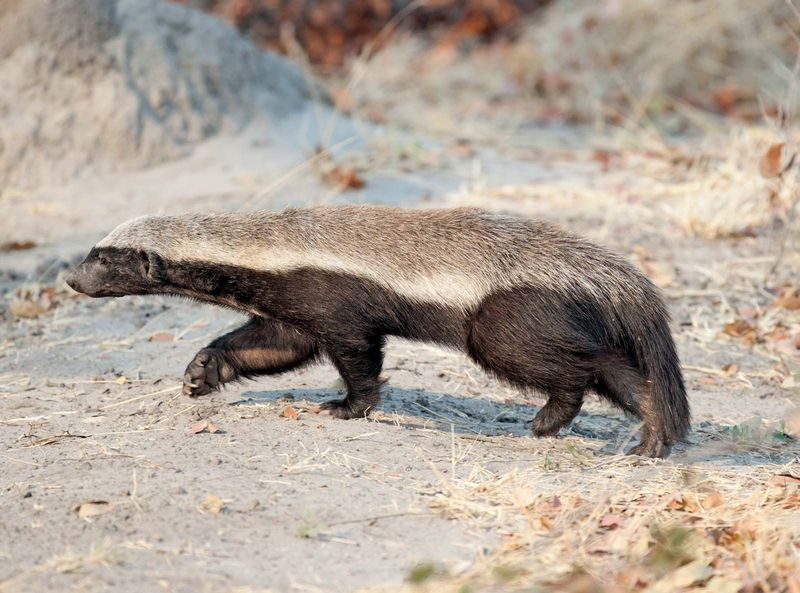 Honey Badger