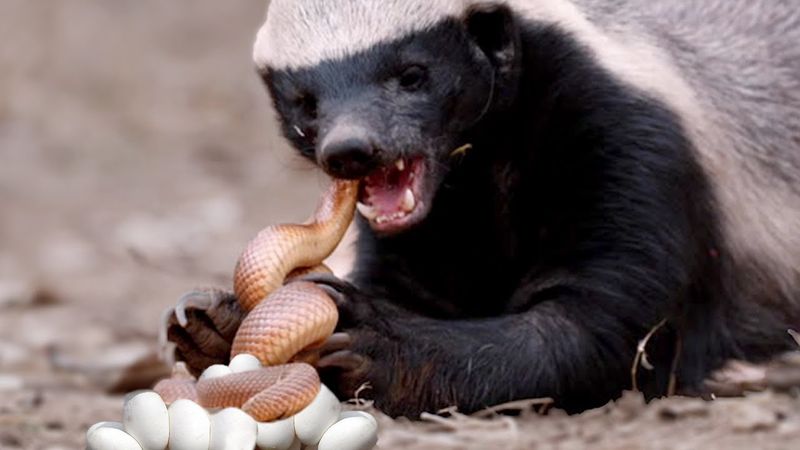 Honey Badgers