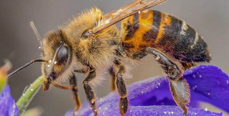 Honeybee