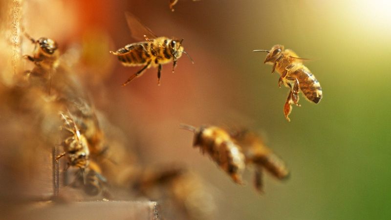 Honeybee Dance Language