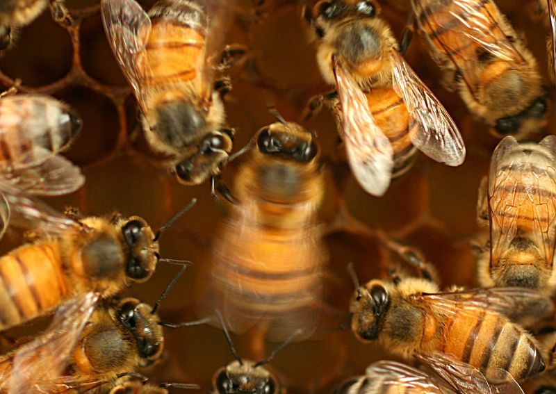 Honeybees Communicating Through Dance