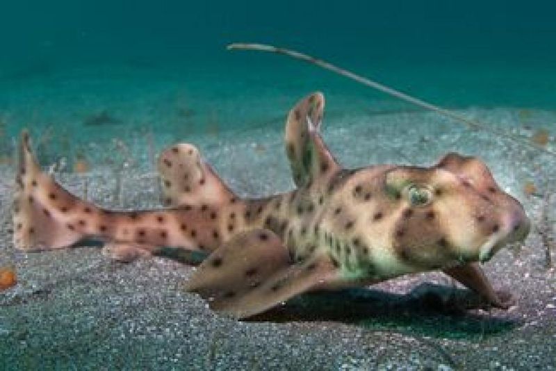 Horn Shark