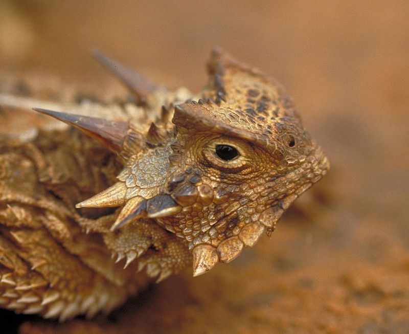 Horned Lizard