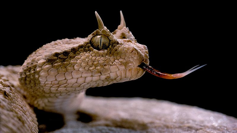 Horned Viper