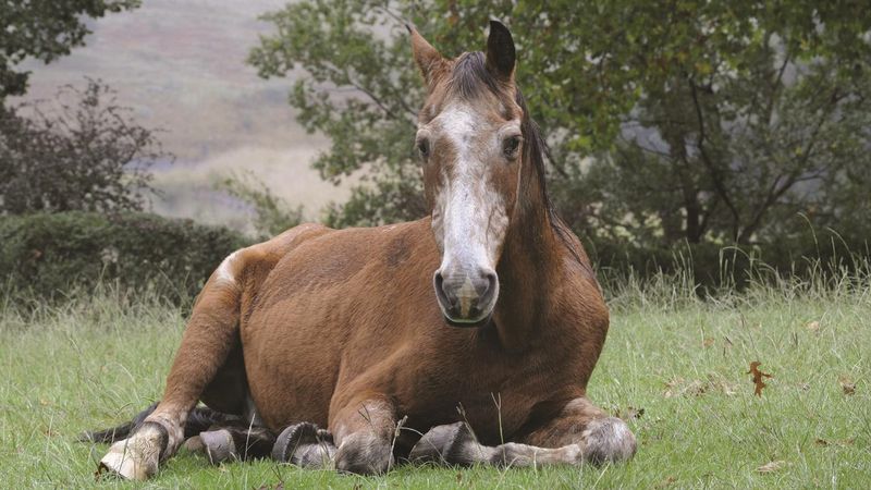 Horses