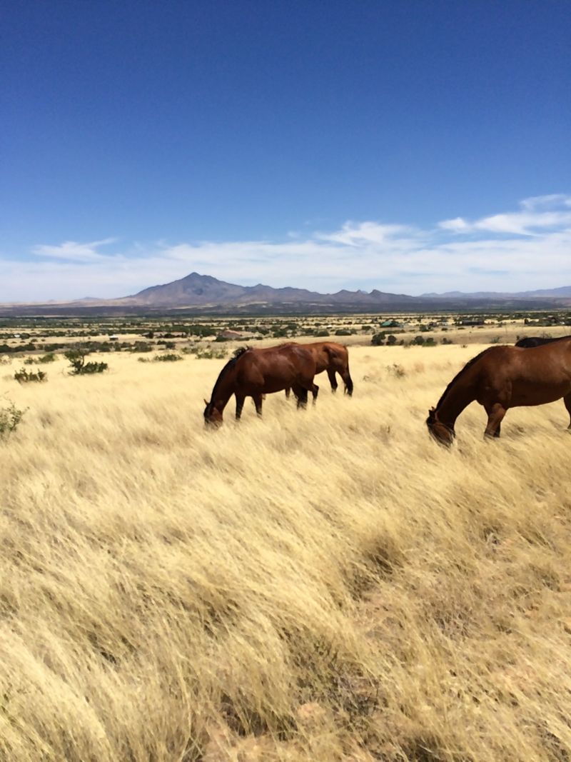 Horses Following You Around