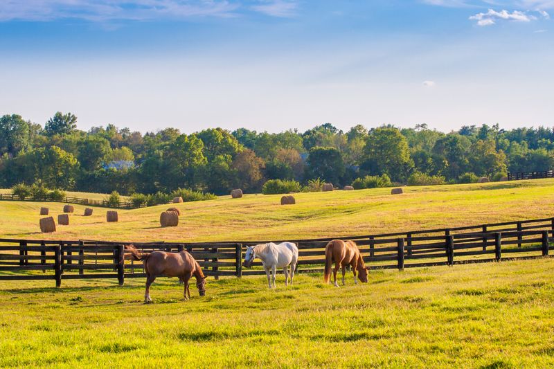 Horses in Ranching and Agriculture