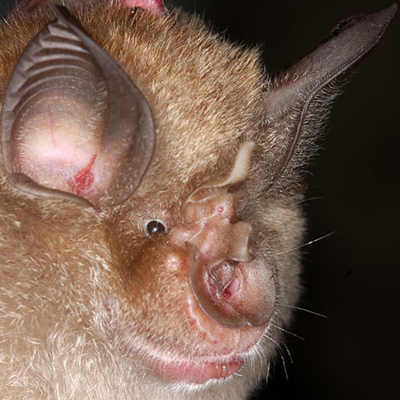 Horseshoe Bat