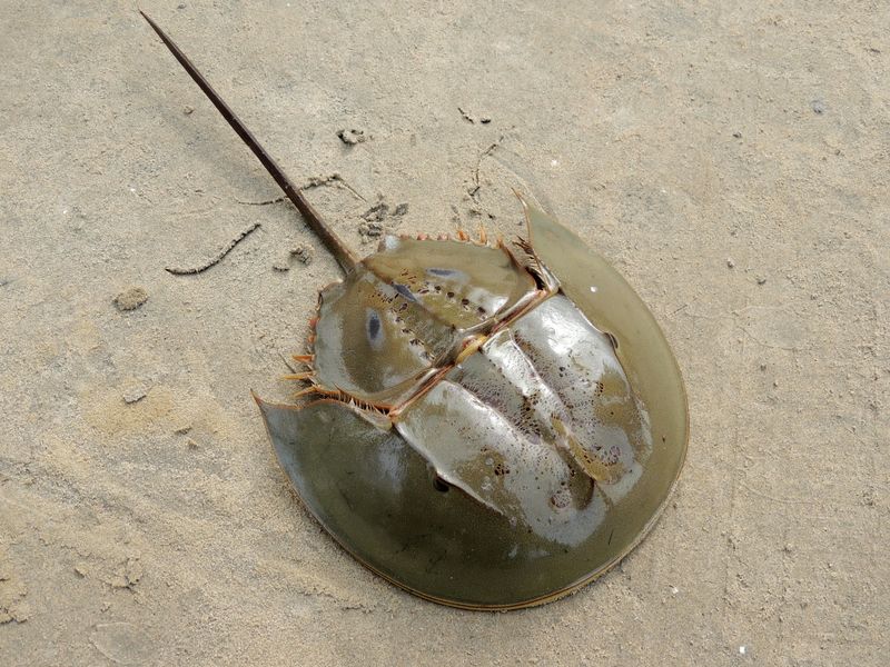 Horseshoe Crab