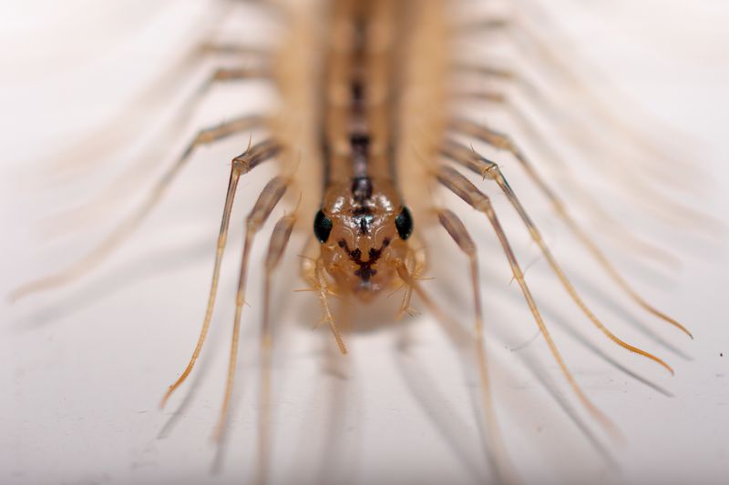 House Centipede