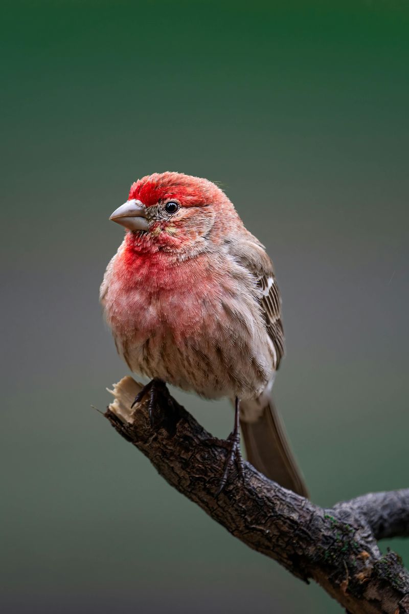 House Finch