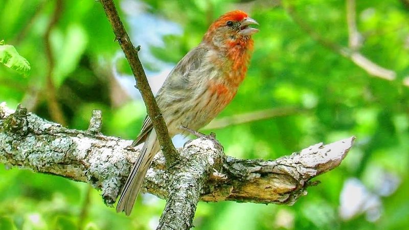 House Finch