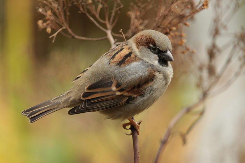 House Sparrow