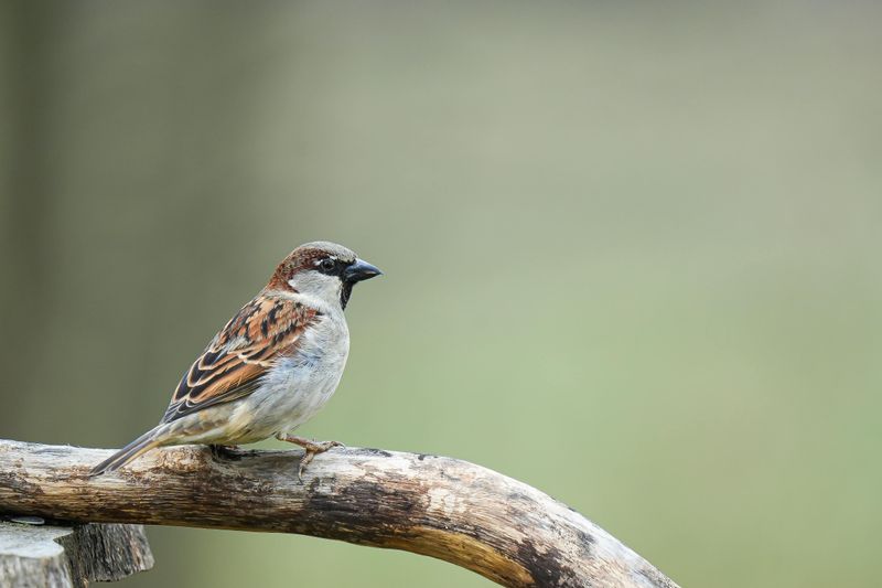 House Sparrow