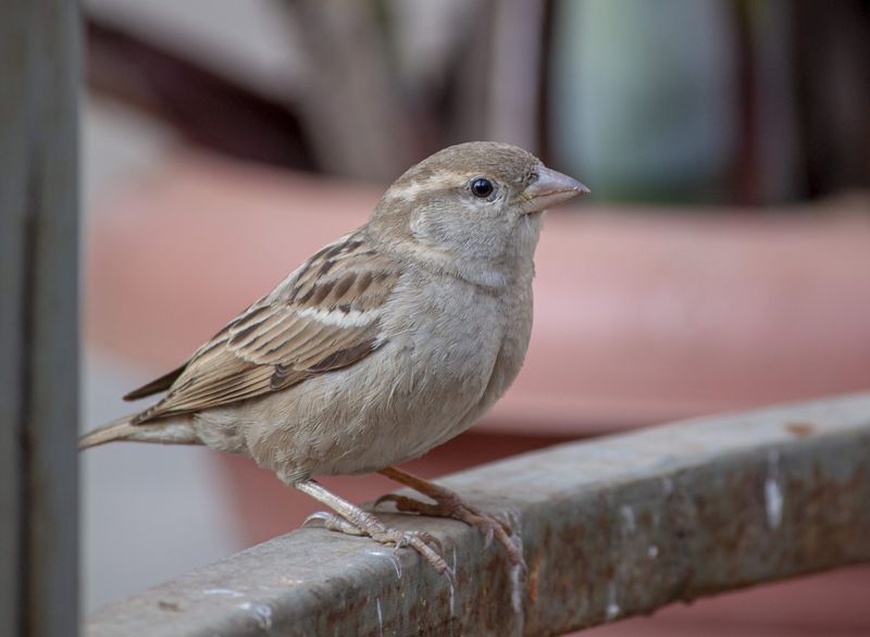 House Sparrows