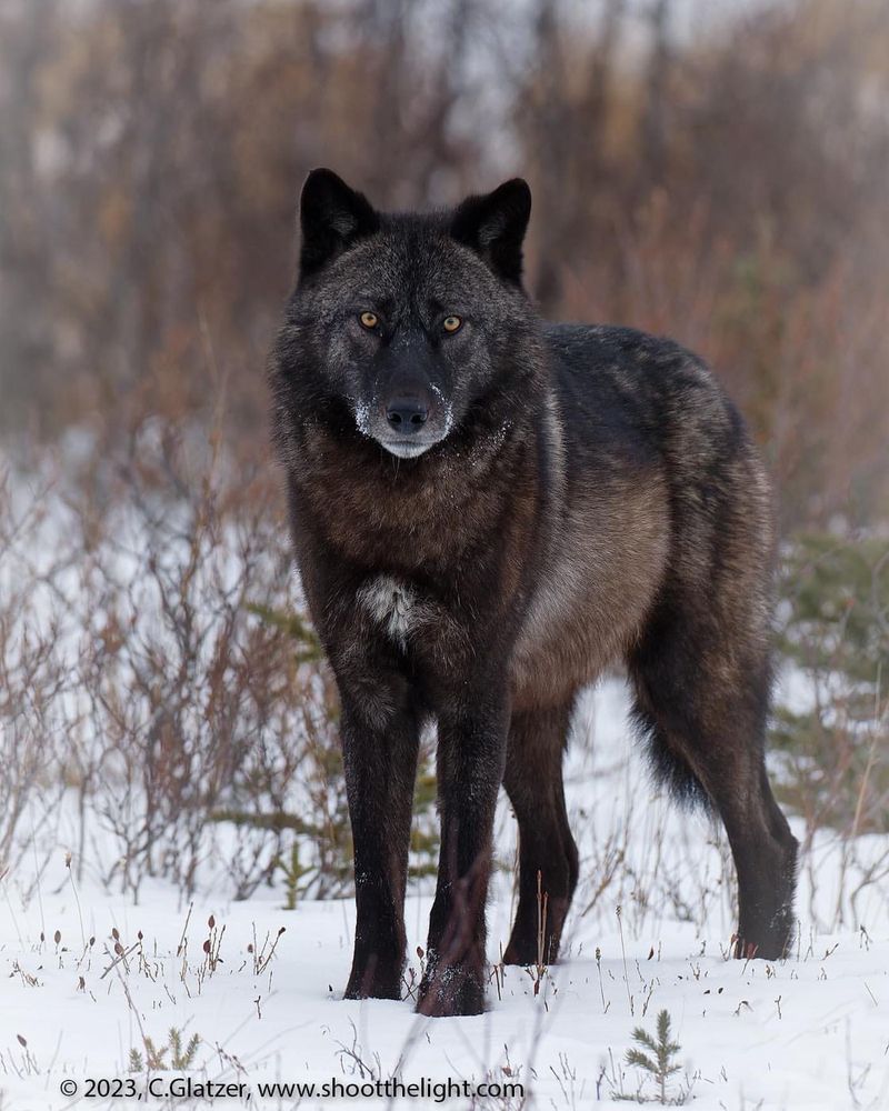 Human Impact on Black Wolves