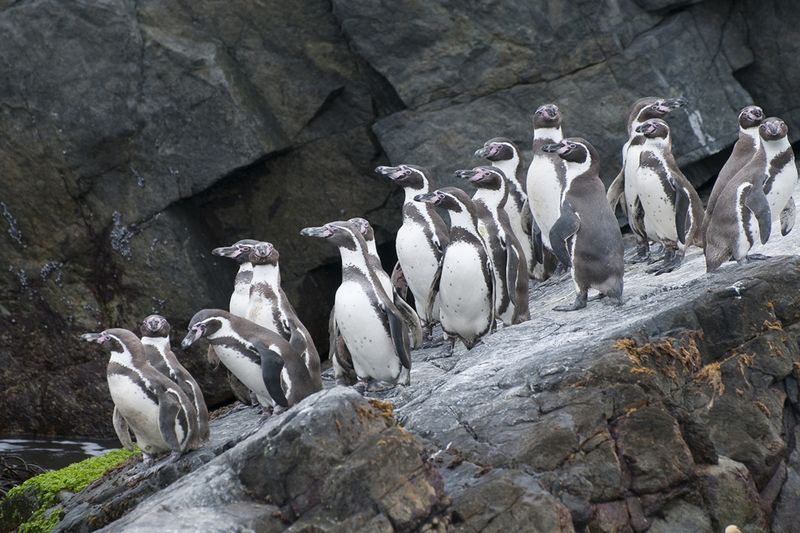 Humboldt Penguins