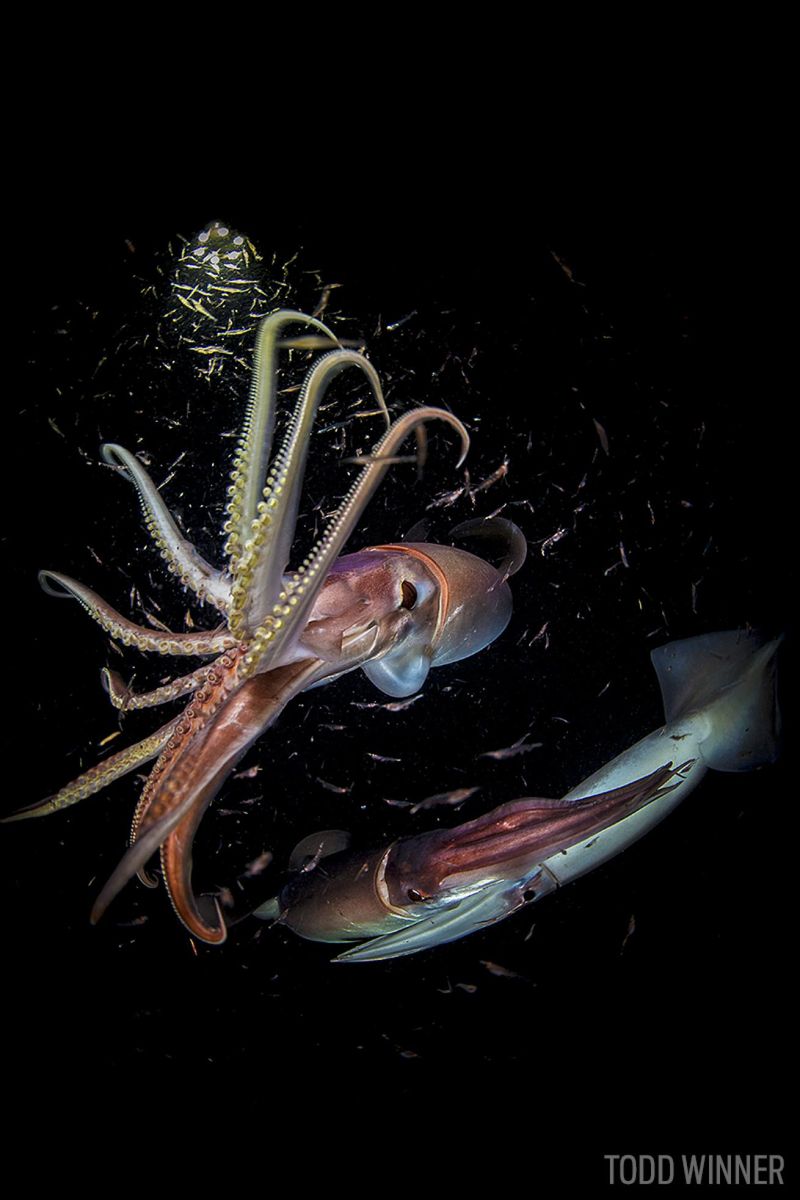 Humboldt Squid