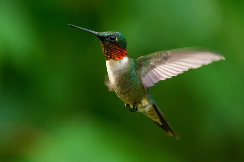 Hummingbird