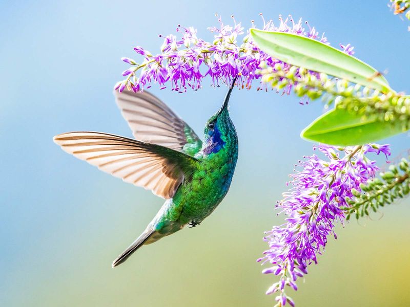 Hummingbird