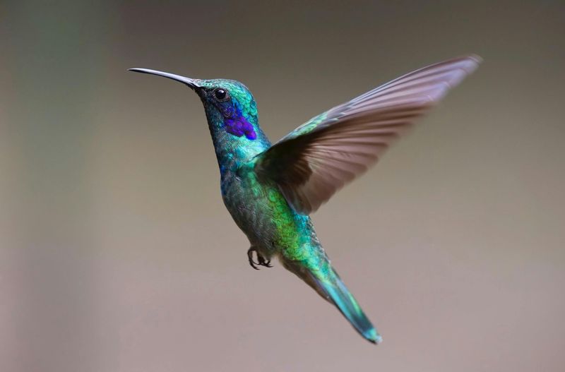 Hummingbird: Flight Mastery