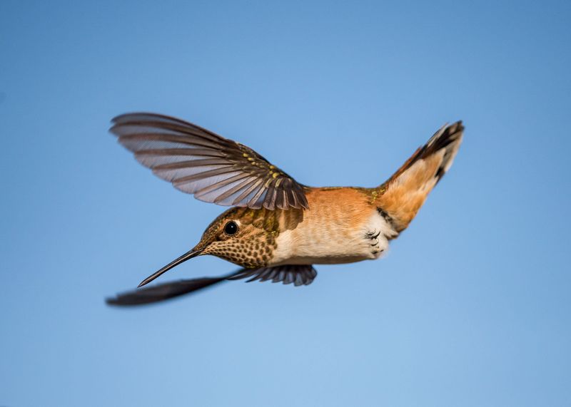 Hummingbird Hovering