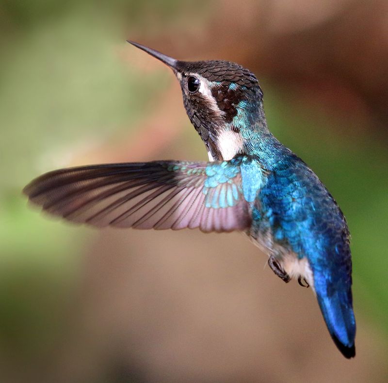 Hummingbird