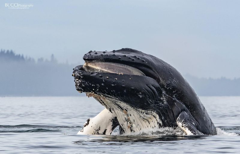 Humpback Whale