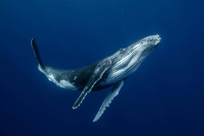 Humpback Whale