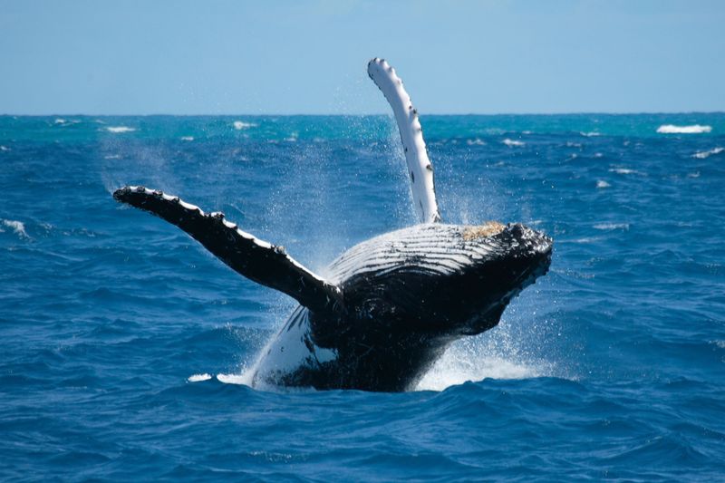 Humpback Whale