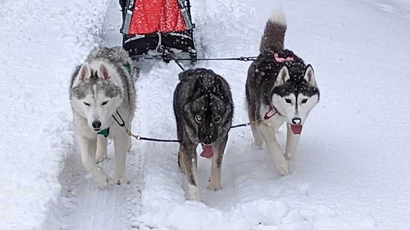 Husky Carries Supplies in Snowstorm