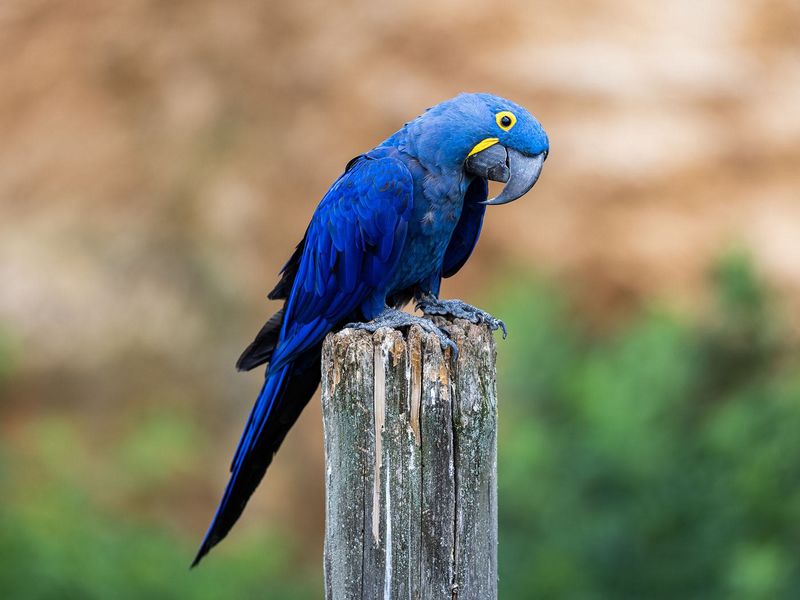 Hyacinth Macaw