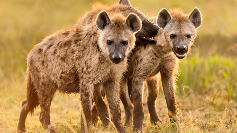 Hyenas