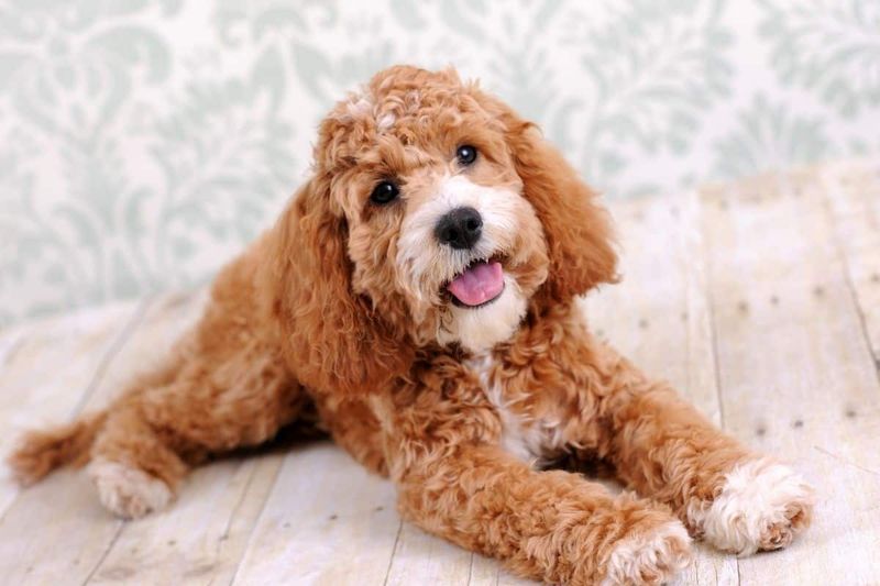 Hypoallergenic Happiness