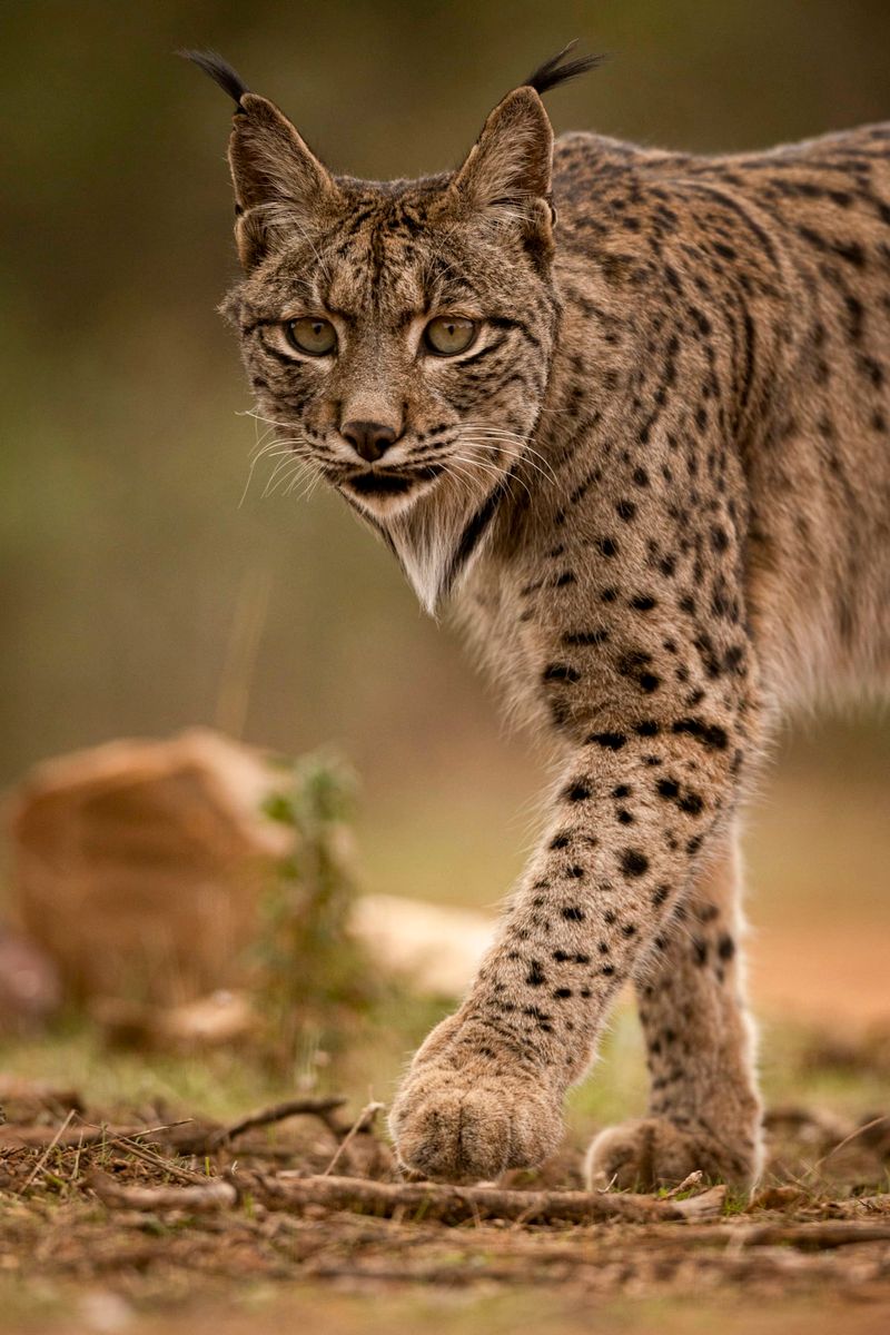 Iberian Lynx