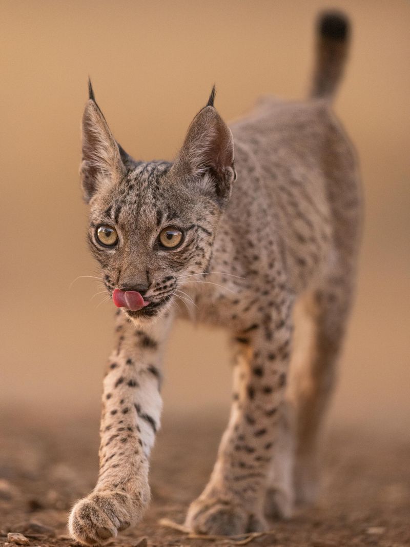 Iberian Lynx