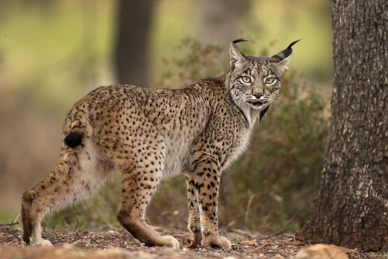 Iberian Lynx