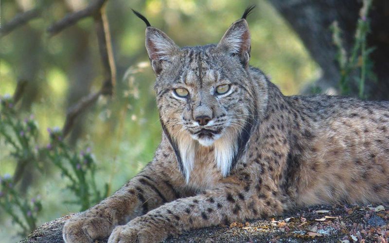 Iberian Lynx