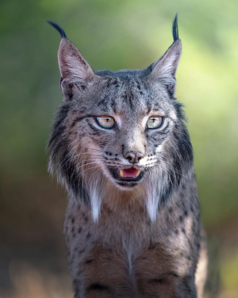 Iberian Lynx