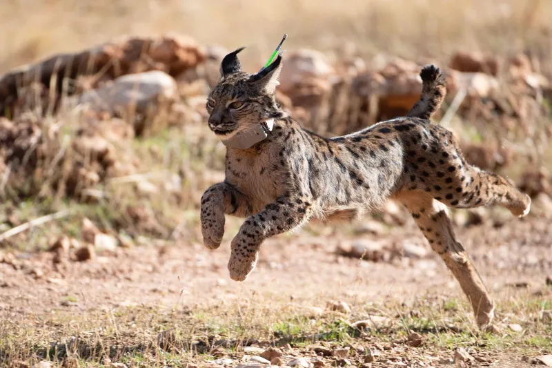 Iberian Lynx