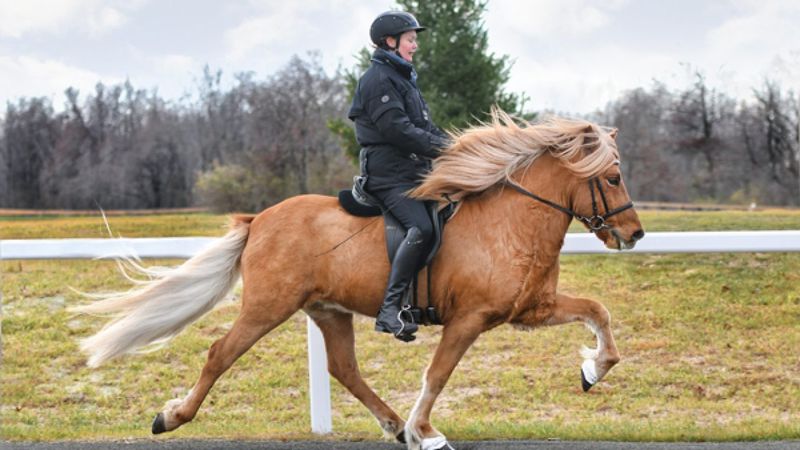 Icelandic Horse