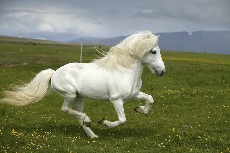 Icelandic Horse