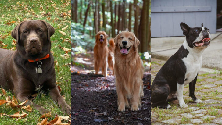 24 Iconic All-American Dog Breeds You Need to Know About