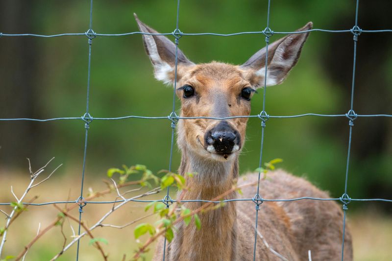 Idaho's Deer Fences