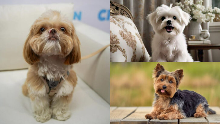 If You Think a Shih Tzu Makes a Good Lap Dog, These 16 Are Better