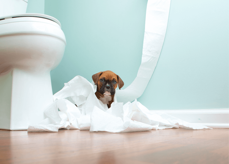 Ignoring Potty Training