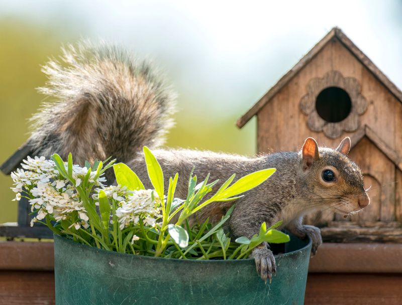 Ignoring Squirrel Proofing