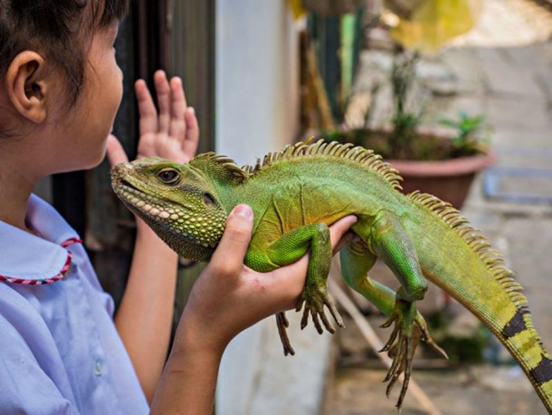 Iguanas