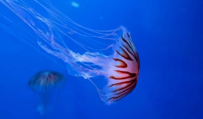 Immortal Jellyfish's Rejuvenation