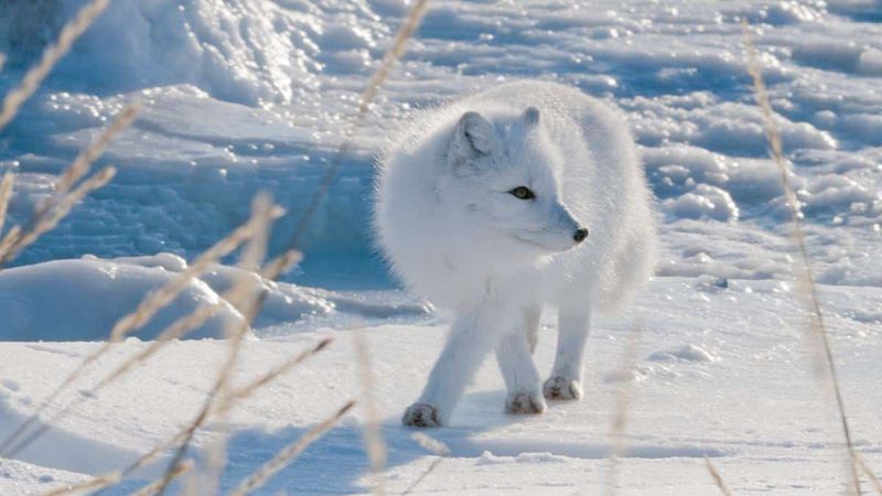 Impact on Arctic Foxes